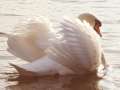 Duddingston Loch